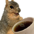 Espresso Squirrel